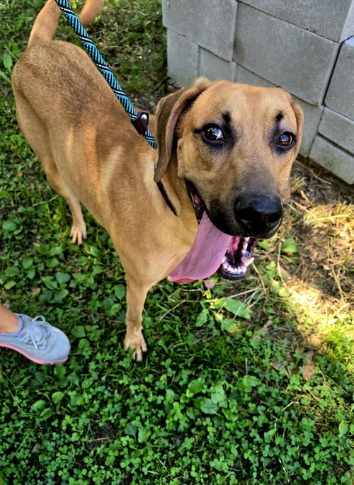 LANE FROST - Hound available for adoption