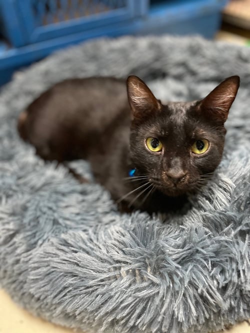 PEBBLES - Domestic Short Hair available for adoption