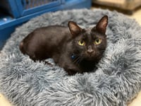 Pebbles - Photo 1