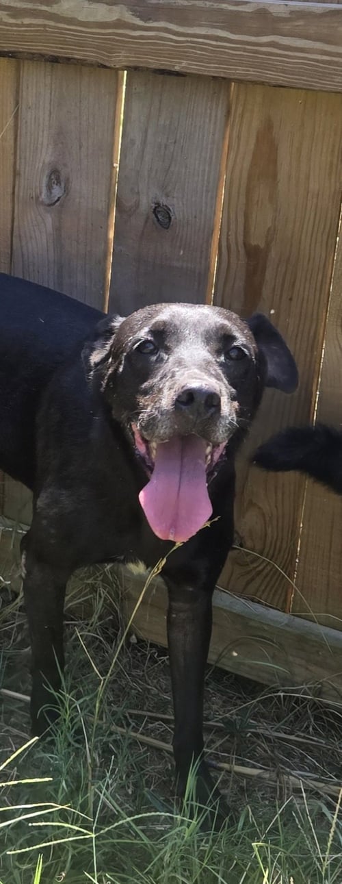 ANNABELLE - Labrador Retriever available for adoption