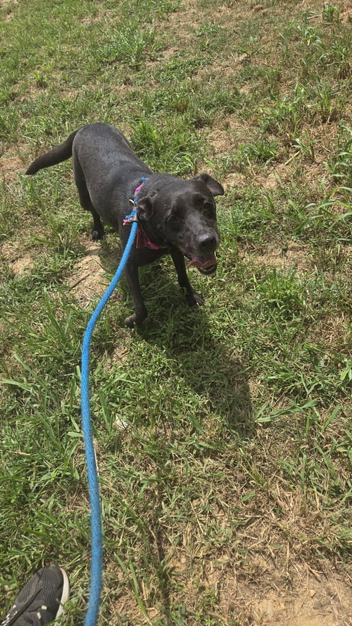 ANNABELLE - Labrador Retriever available for adoption