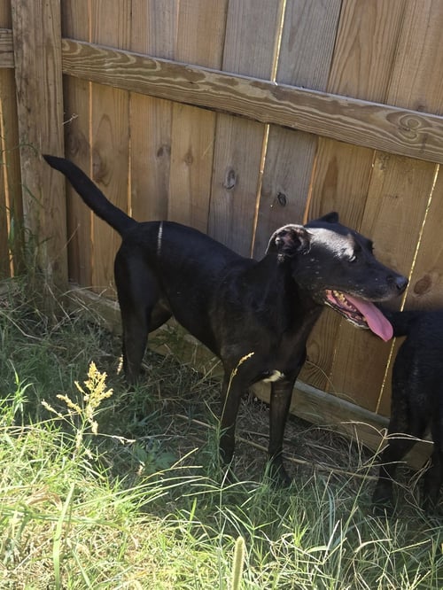 ANNABELLE - Labrador Retriever available for adoption