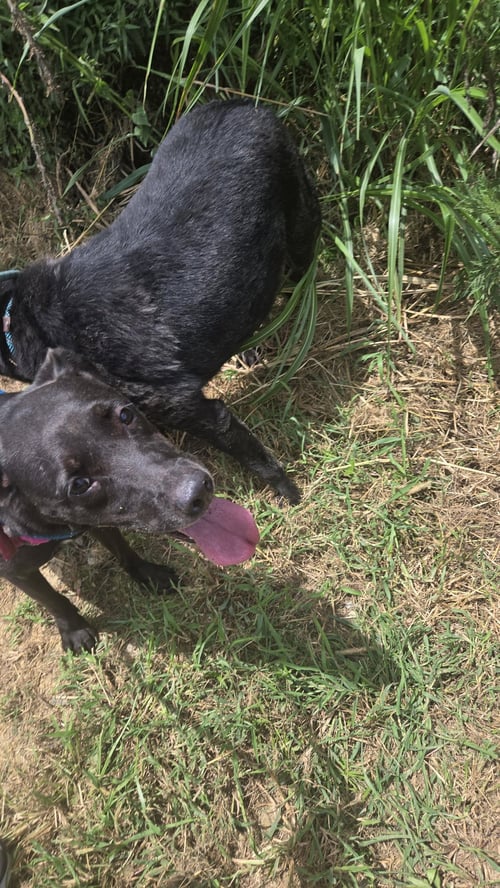 ANNABELLE - Labrador Retriever available for adoption