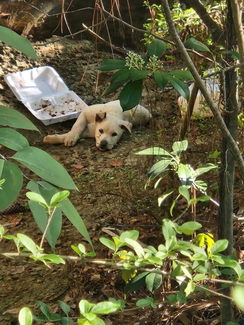 DURHAM - Labrador Retriever / Husky available for adoption