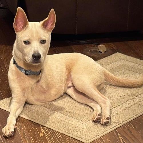 DURHAM - Labrador Retriever / Husky available for adoption