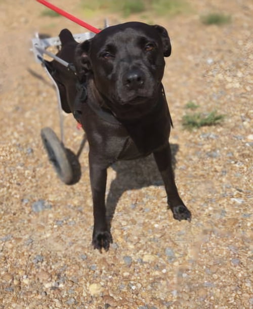 GENESIS - Unknown available for adoption