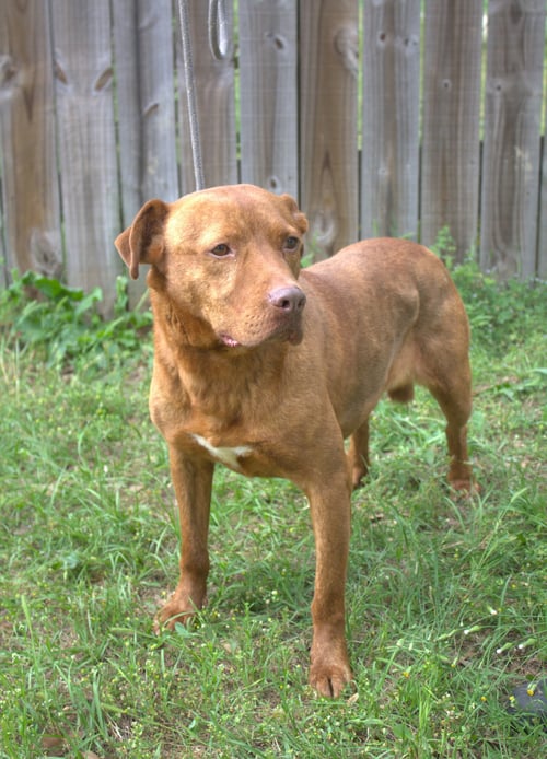 ANDY - American Staffordshire Terrier available for adoption