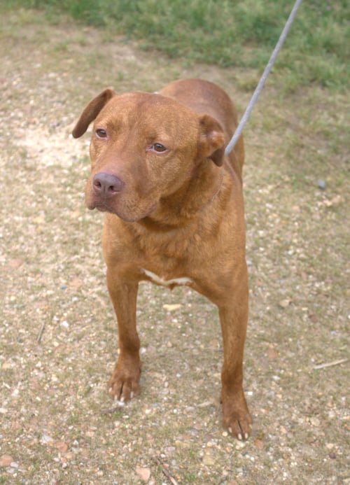 ANDY - American Staffordshire Terrier available for adoption