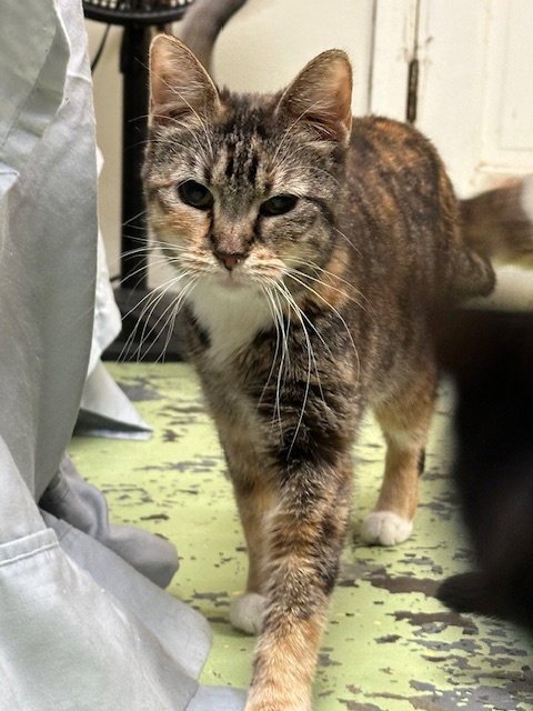 TRILL (PEARL) - Domestic Short Hair available for adoption
