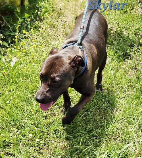 SKYLAR - Black Labrador Retriever available for adoption