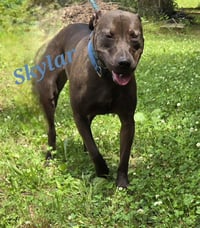 Skylar - Photo 3