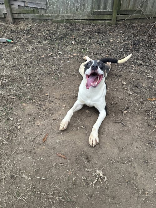 BELMONT - Terrier / Pointer available for adoption