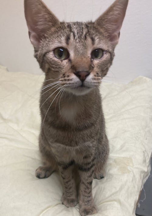 SCORPIO - Domestic Short Hair available for adoption