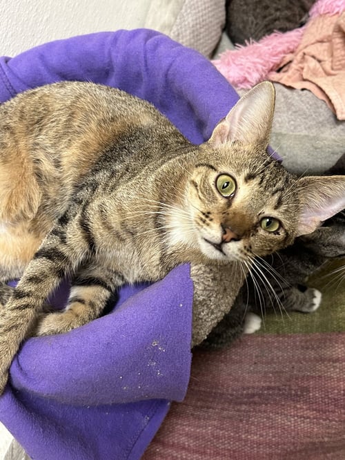 SCORPIO - Domestic Short Hair available for adoption