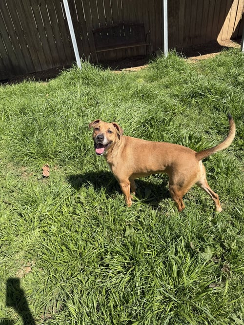 NANNERZ - Hound available for adoption