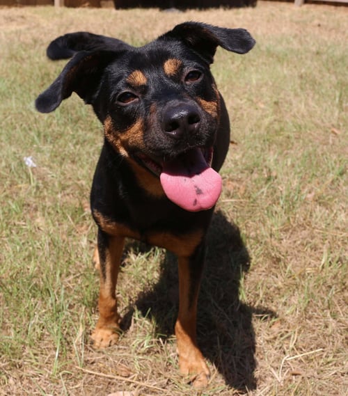FRANNIE - Hound available for adoption