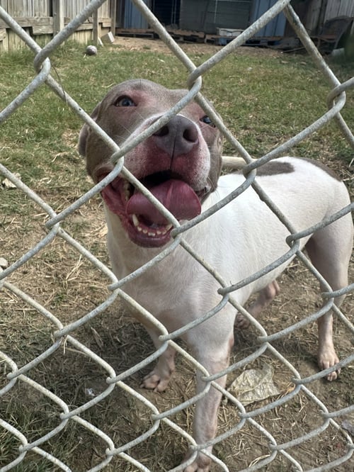 LORETTA - American Staffordshire Terrier available for adoption