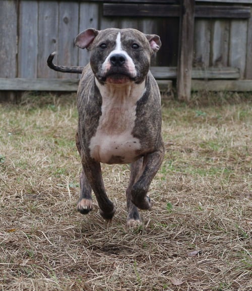 JAKE MCCLEOD - American Bulldog available for adoption