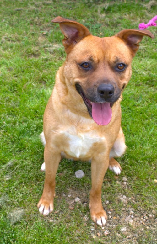 ALICE IN CHAINS - American Staffordshire Terrier available for adoption
