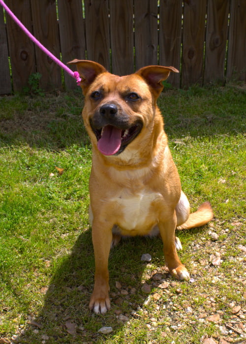 ALICE IN CHAINS - American Staffordshire Terrier available for adoption