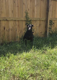 Althea - Photo 2