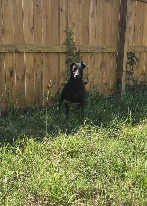 ALTHEA - Black Labrador Retriever available for adoption