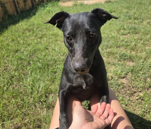 ALTHEA - Black Labrador Retriever available for adoption