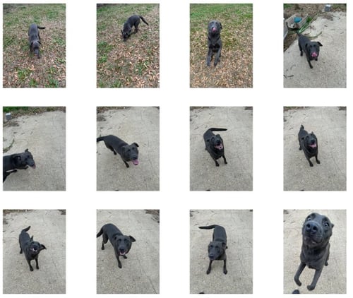 TEDDY - Labrador Retriever available for adoption