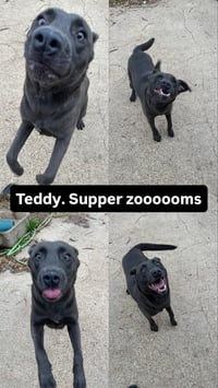 Teddy - Photo 4