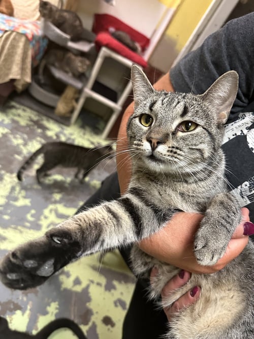 MASSERATTI - Domestic Short Hair available for adoption