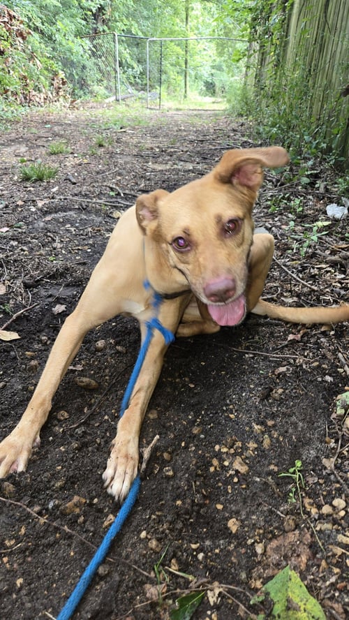 CARNELA - Labrador Retriever / Hound available for adoption