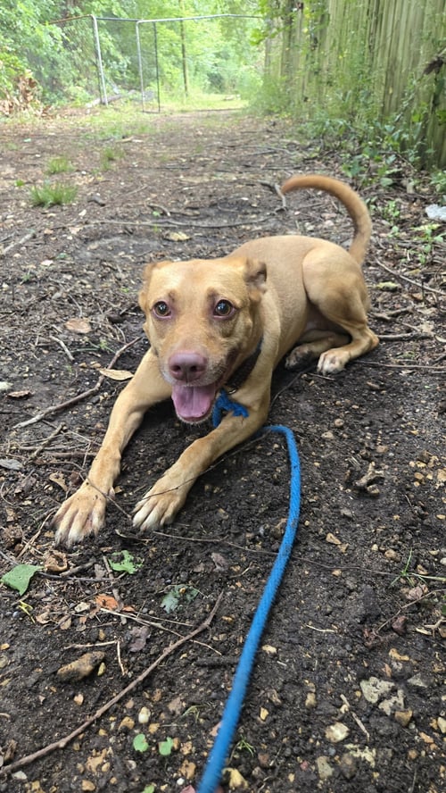 CARNELA - Labrador Retriever / Hound available for adoption