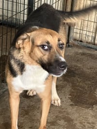 Sugar - Photo 3