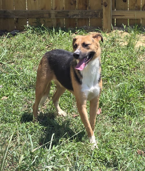 SUGAR - Treeing Walker Coonhound / German Shepherd Dog available for adoption