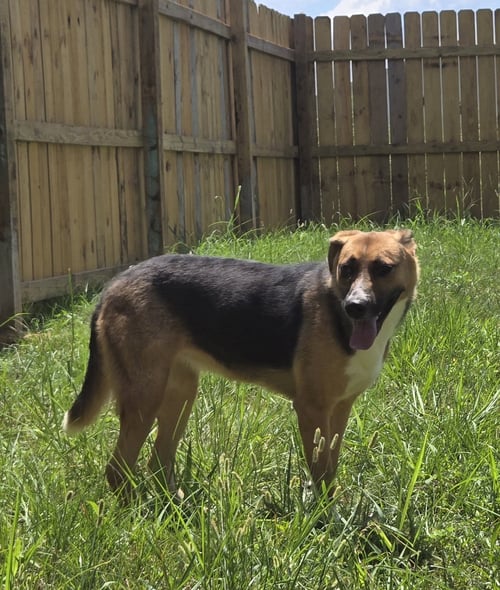 SUGAR - Treeing Walker Coonhound / German Shepherd Dog available for adoption