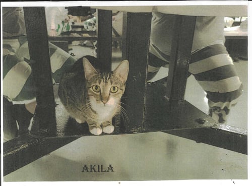 AKILA - Domestic Short Hair available for adoption