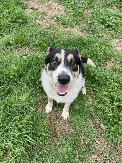 BEAX - Shepherd / Bernese Mountain Dog available for adoption