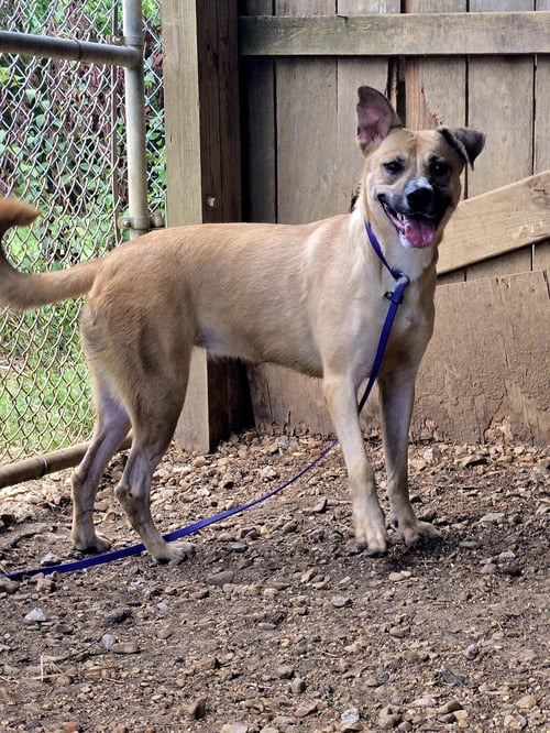 IVY - Shepherd / Hound available for adoption