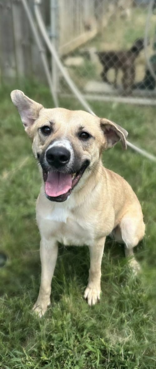 IVY - Shepherd / Hound available for adoption