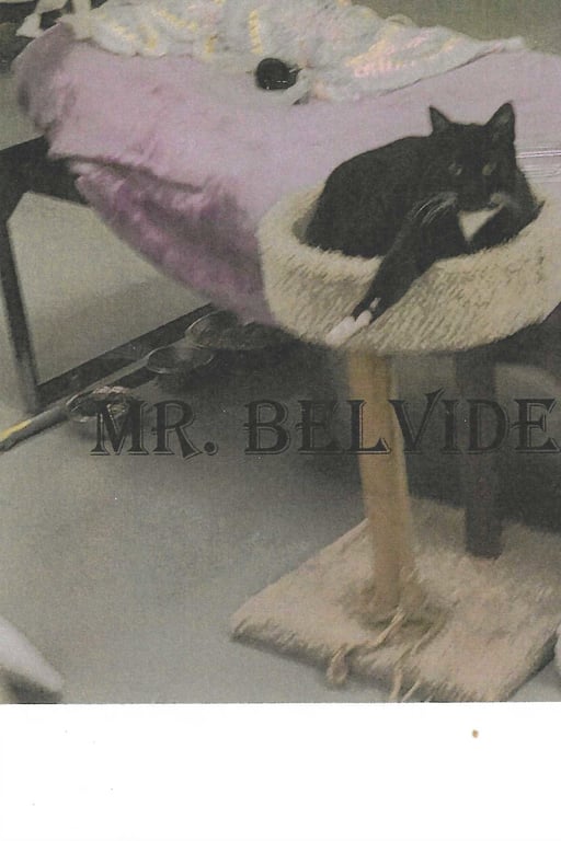 Mr Belvedere Image