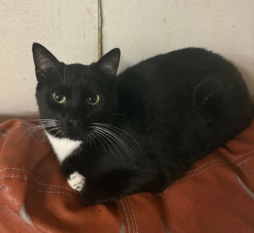 MR BELVEDERE - Domestic Short Hair available for adoption