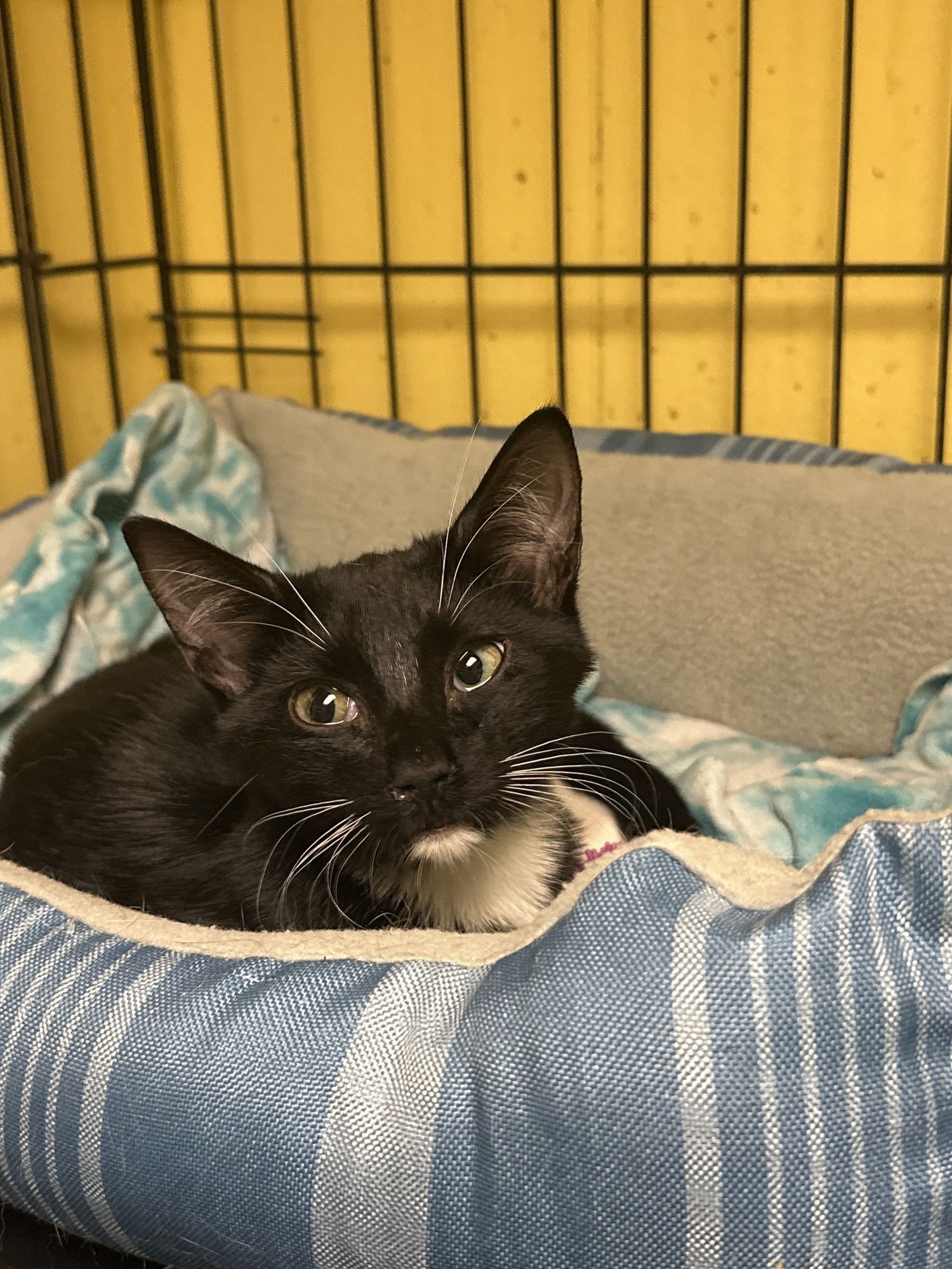 CHECKERS - Domestic Short Hair available for adoption