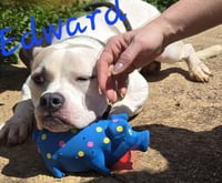 Edward - Photo 4