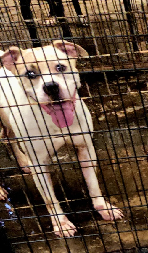 EDWARD - American Staffordshire Terrier available for adoption