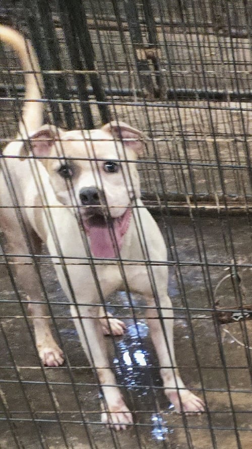EDWARD - American Staffordshire Terrier available for adoption