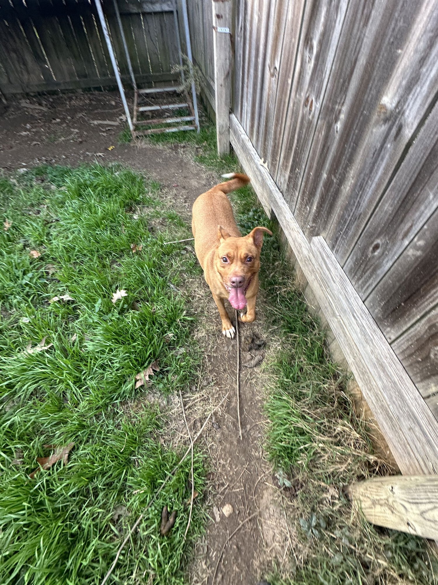 KATHY - American Staffordshire Terrier available for adoption