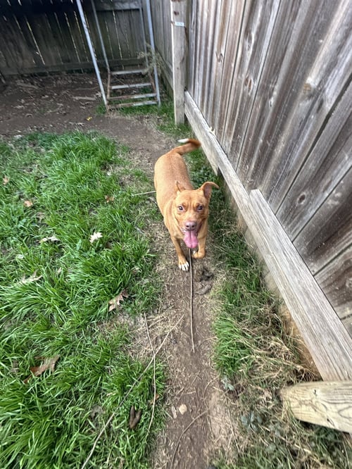 KATHY - American Staffordshire Terrier / Labrador Retriever available for adoption