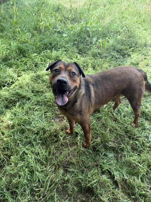 PISTOL - Shepherd / Mountain Cur available for adoption