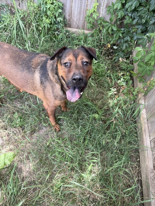 PISTOL - Shepherd / Mountain Cur available for adoption