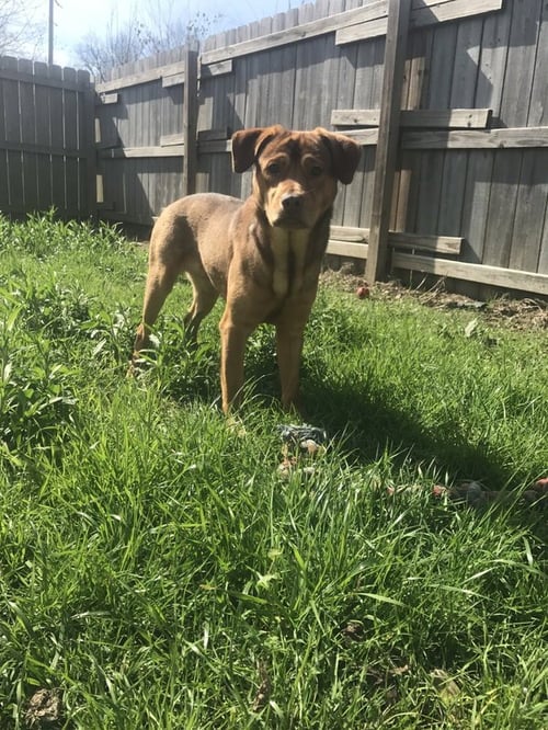 BUTCH CASSIDY - Labrador Retriever / Hound available for adoption